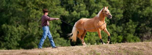 How-to-Train-a-Rescue-Horse-to-go-into-Water